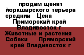 продам щенят йоркширского терьера среднии › Цена ­ 15 000 - Приморский край, Владивосток г. Животные и растения » Собаки   . Приморский край,Владивосток г.